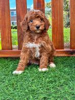 Prachtige mini labradoodle/mini doodle pups te koop!, Dieren en Toebehoren, CDV (hondenziekte), 8 tot 15 weken, Meerdere, Meerdere dieren
