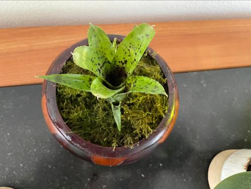 Mooie mini Bromelia, Huis en Inrichting, Kamerplanten, Overige soorten, Minder dan 100 cm, Ophalen