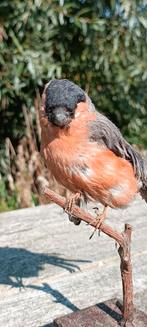 Taxidermie goudvink., Ophalen of Verzenden, Vogel, Opgezet dier