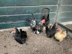 Serama, Dieren en Toebehoren, Pluimvee, Meerdere dieren, Kip