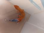 luipaard gekko, Dieren en Toebehoren, Hagedis, 0 tot 2 jaar