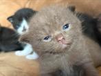 Chocolate Britse korthaar kittens te koop, Dieren en Toebehoren, Katten en Kittens | Raskatten | Korthaar, Meerdere dieren, Gechipt