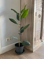 plant ficus elastica of rubberboom 70 cm hoog, Ophalen, Ficus, Halfschaduw, Minder dan 100 cm