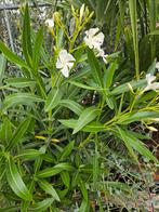 Diverse Oleanders vanaf €13,95, Ophalen, Zomer, Overige soorten, Volle zon