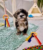 Prachtige boomer x dwerg poedel pups, Dieren en Toebehoren, Honden | Chihuahua's en Gezelschapshonden, Nederland, Overige rassen