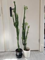 Afrikaanse melkboom 2 keer, Huis en Inrichting, Kamerplanten, Ophalen, Vetplant, 100 tot 150 cm, In pot