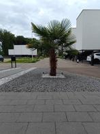 Palmboom, Tuin en Terras, Planten | Bomen, Ophalen of Verzenden, 100 tot 250 cm, Zomer, Palmboom