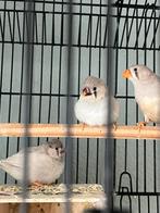 Mooie zebra vinkjes te koop, Dieren en Toebehoren, Vogels | Overige Vogels, Meerdere dieren, Tropenvogel
