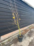 Fruitbomen perenboom, Ophalen of Verzenden, Overige soorten