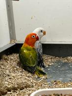 Jonge Agaporniden, Meerdere dieren, Dwergpapegaai of Agapornis