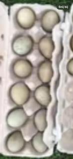 Bosfazant eieren te koop 0,65 cent, Dieren en Toebehoren, Pluimvee, Overige soorten, Geslacht onbekend