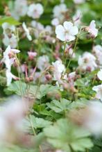Geranium cantabrigiense 'Biokovo', Bodembedekker, Ophalen, Bodembedekkers, Halfschaduw