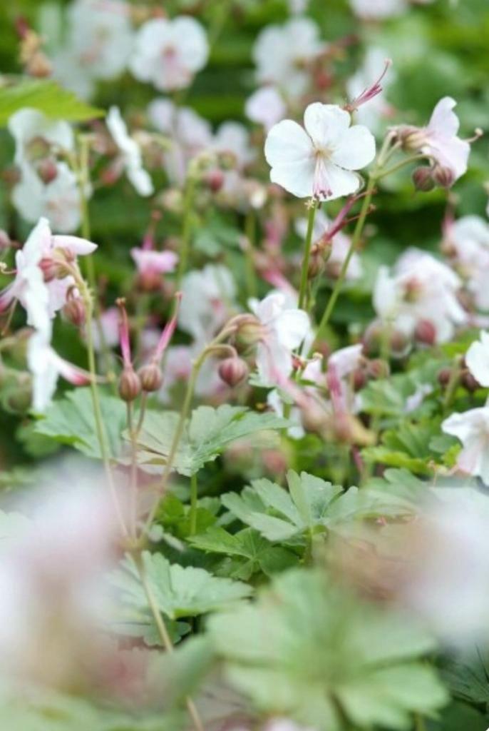 Geranium cantabrigiense 'Biokovo', Bodembedekker, Tuin en Terras, Planten | Tuinplanten, Bodembedekkers, Halfschaduw, Ophalen