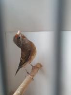 bastaard parva poppen, Dieren en Toebehoren, Vrouwelijk, Wildzangvogel, Geringd