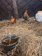 Kriel kippen, Dieren en Toebehoren, Pluimvee, Meerdere dieren, Kip