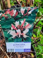 Lonicera  - Kamperfoelie diverse soorten, Zomer, Vaste plant, Klimplanten, Ophalen