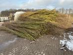 wilgentakken, Tuin en Terras, Planten | Bomen, Overige soorten, 400 cm of meer, Ophalen