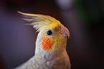 Vermist Valkparkiet tam, Dieren en Toebehoren, Vogels | Parkieten en Papegaaien, Mannelijk, Parkiet, Tam
