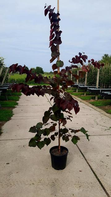 Cercis canadensis 'Forest Pansy' 🍁 beschikbaar voor biedingen