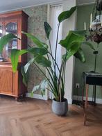 Strelitzia Nicolai - Paradijsvogelplant, Groene kamerplant, Ophalen, Halfschaduw, 200 cm of meer