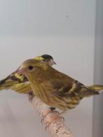 Europese sijsen Italiaans geel bruin, Dieren en Toebehoren, Vogels | Overige Vogels, Meerdere dieren, Wildzangvogel, Geringd