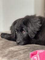 Kruising new foundlander berner sennen, Rabiës (hondsdolheid), 15 weken tot 1 jaar, Overige rassen, Teef