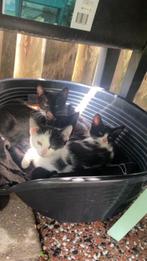 Prachtige Kittens Bergen op Zoom, Dieren en Toebehoren, Poes, 0 tot 2 jaar