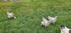 2 brahma hennen ruilen tegen andere kleuren, Vrouwelijk, Kip