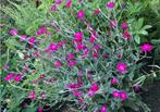 Lychnis Coronaria - Prikneus zaden, Ophalen of Verzenden, Volle zon