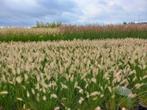 grassen sier gras o.a. lampenpoetsersgras, Ophalen, Zomer, Siergrassen, Volle zon