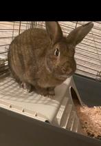 Lief konijntje te koop, Dieren en Toebehoren, Knaagdieren, April, Mannelijk, Overige typen