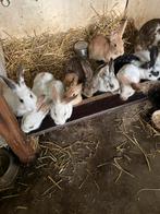 Te koop jonge konijntjes, Meerdere dieren, Middelgroot, 0 tot 2 jaar
