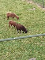 Te Koop; Quesssant lam., Dieren en Toebehoren, Schapen, Geiten en Varkens, Vrouwelijk, Schaap