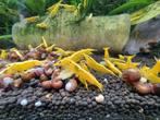 Yellow neon Fire backline neocaridina gele garnalen geel, Kreeft, Krab of Garnaal, Zoetwatervis, Schoolvis