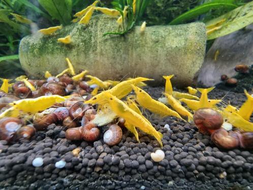 Yellow neon Fire backline neocaridina gele garnalen geel, Dieren en Toebehoren, Vissen | Aquariumvissen, Zoetwatervis, Kreeft, Krab of Garnaal