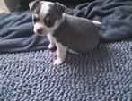 Chihuahua puppies, Dieren en Toebehoren, Honden | Chihuahua's en Gezelschapshonden, Rabiës (hondsdolheid), 8 tot 15 weken, Teef