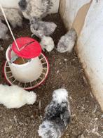 Jonge zijdehoen usa silkie hennen & hanen, Dieren en Toebehoren, Meerdere dieren, Kip