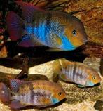 Cryptoheros Sajica Cichlide, Dieren en Toebehoren, Vissen | Aquariumvissen, Vis