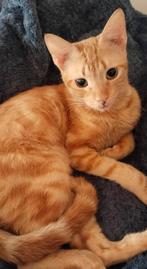 knuffelkat Ahmar zoekt knuffelfamilie, Dieren en Toebehoren, Kater, Kortharig, 3 tot 5 jaar