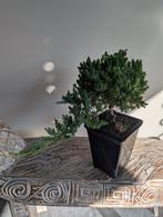 Juniperus Bonsai, Bloeit niet, Halfschaduw, Minder dan 100 cm, Overige soorten