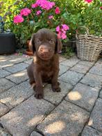 8 Schattige Labradoodle Pups nog 2 reutjes en 2 teefjes, Overige rassen, 8 tot 15 weken, Meerdere, Meerdere dieren