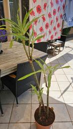 kamerplant Dracaena 140cm hoog, Ophalen, Overige soorten