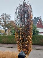 Te koop: 5-6 meter hoge beukenbomen, 2 bomen, 1 prijs !, Tuin en Terras, Planten | Bomen, Ophalen, Volle zon, Overige soorten