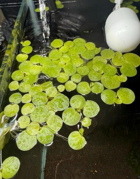 Kikkerbeet, Dieren en Toebehoren, Vissen | Aquaria en Toebehoren, Nieuw, Plant(en), Steen of Hout, Ophalen of Verzenden