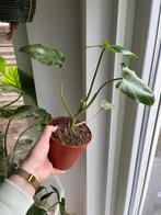 Philodendron Paraiso Verde #1, Huis en Inrichting, Kamerplanten, Ophalen of Verzenden