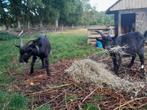2 bonte bokjes, Dieren en Toebehoren, Schapen, Geiten en Varkens, Mannelijk, Geit, 0 tot 2 jaar