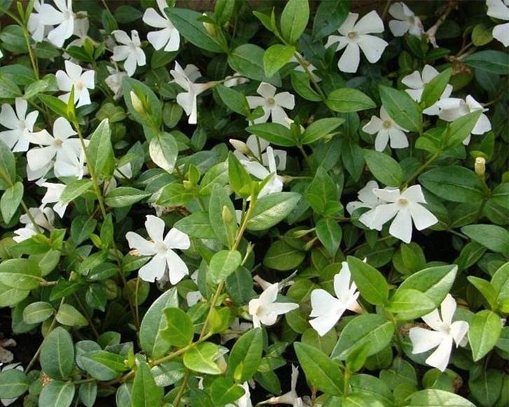 Vinca minor alba, kleine maagdenpalm. Bodembedekker planten, Tuin en Terras, Planten | Tuinplanten, Vaste plant, Bodembedekkers
