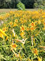 Prachtige Gele Daglelies, Tuin en Terras, Planten | Tuinplanten, Ophalen, Zomer, Vaste plant, Overige soorten