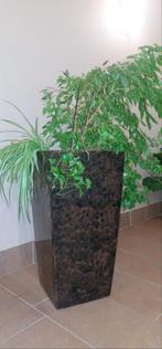 Plantenbak | Bloemen & Planten, Huis en Inrichting, Ophalen of Verzenden