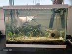 Werkend aquarium met vissen en toebehoren, Ophalen, Zo goed als nieuw, Gevuld zoetwateraquarium
